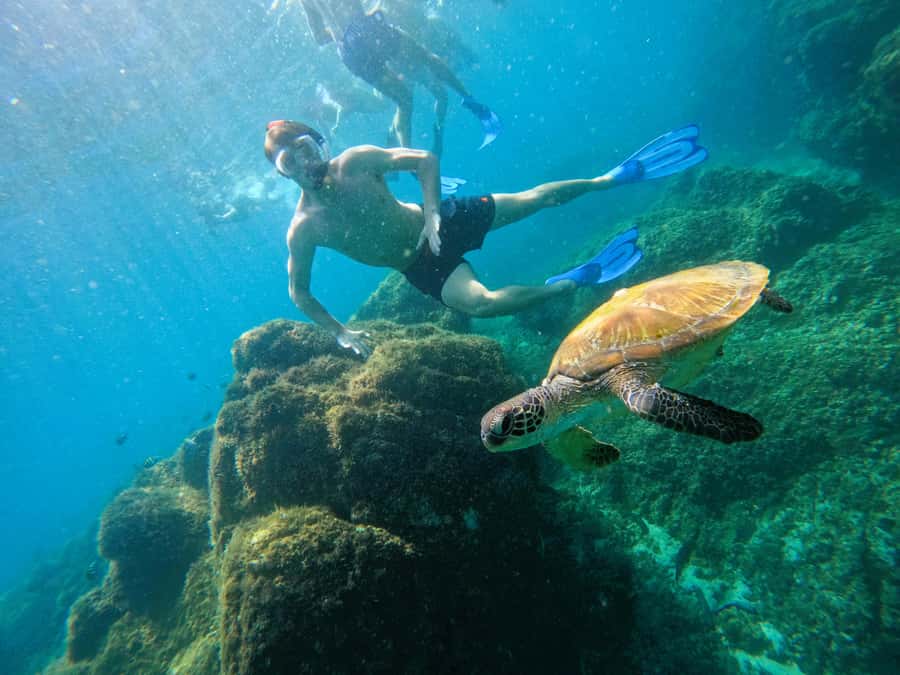 From Dubai: Fujairah Snorkeling with Turtles, Transfer & BBQ - Barbecue lunch after the water time
