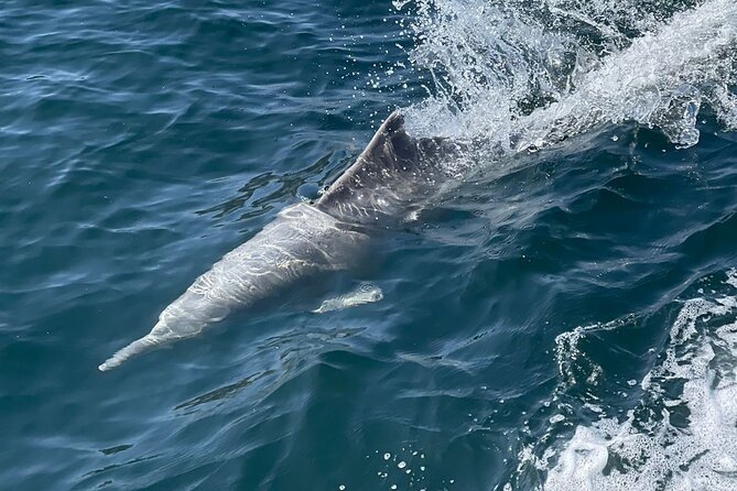 From Dubai to Norway of Arabia | KHASAB | Telegraph Island | OMAN - Telegraph Island, Seebi Island, and water time