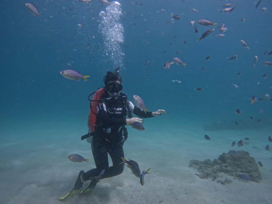 From Dubai: Try Scuba Diving, Snorkeling with BBQ & Transfer - Why This Fujairah Day Trip Works