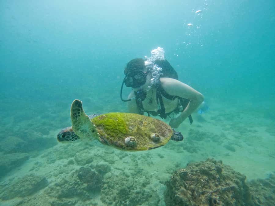 From Dubai: Try Scuba Diving, Snorkeling with BBQ & Transfer - Snoopy Island: The Main Sea Experience