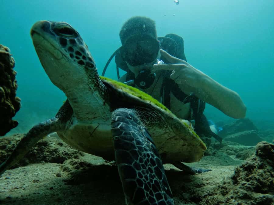 From Dubai: Try Scuba Diving, Snorkeling with BBQ & Transfer - BBQ Lunch At Reef Oasis Dive Club