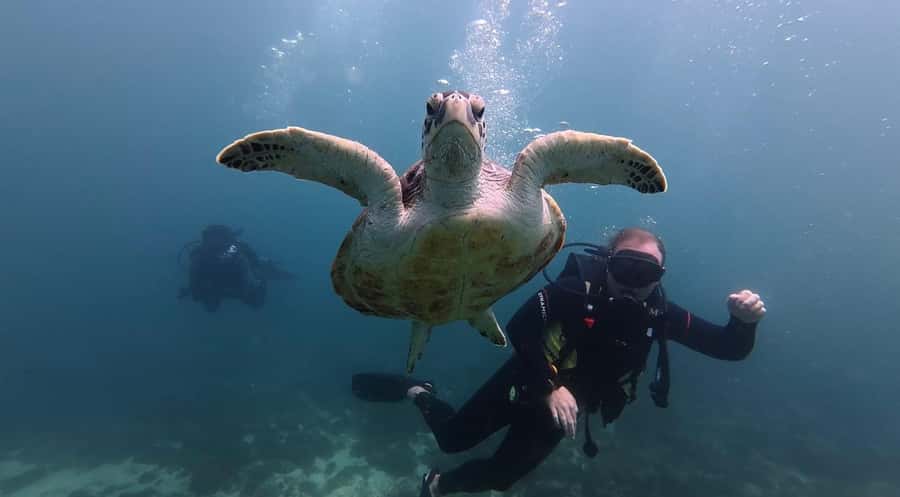 Fujairah: 2 Fun Dive Experience for Certified Divers - Key points before you book