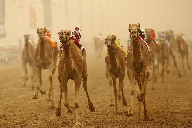 Full Day Al Ain tour with Lunch from Dubai - Sheikh Zayed Palace Museum and royal family life