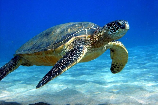 Full-Day Mussandam Cruise with Lunch Dibba - The Musandam coast, caves, and small bays