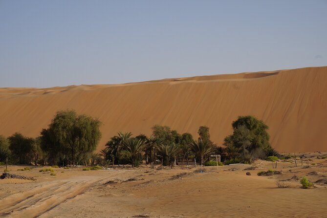 Liwa Full Day Desert Safari from Abu Dhabi - Camel farm and a closer look at desert life