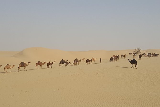 Liwa Oasis Desert Drive from Abu Dhabi - A camel farm and a closer look at desert life