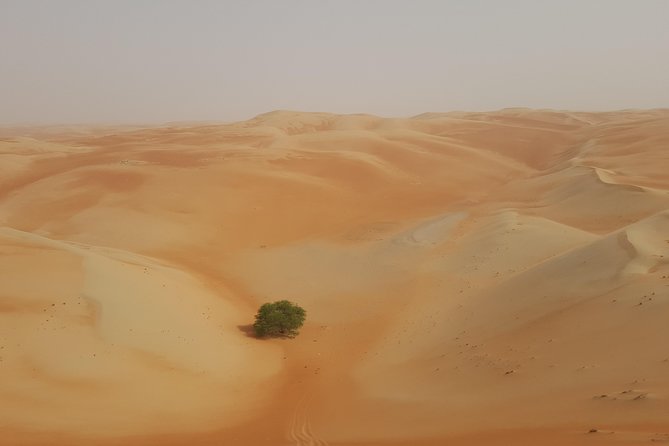 Liwa Oasis Desert Drive from Abu Dhabi - Lunch beneath the Liwa palms
