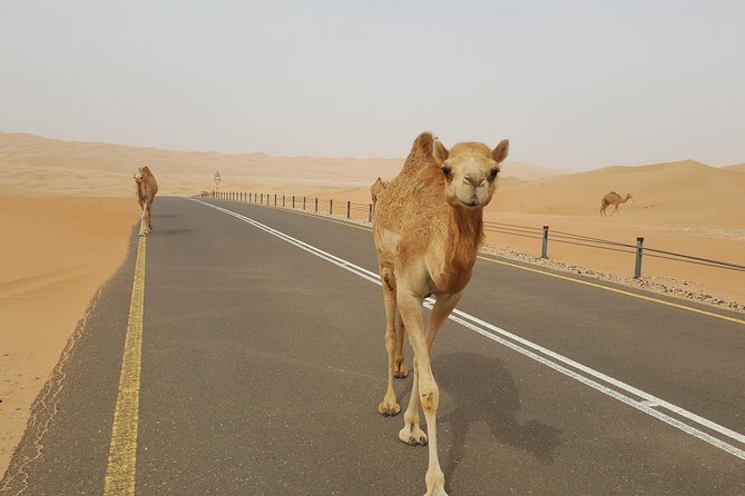 Liwa Oasis Desert Drive from Abu Dhabi - Who will enjoy this long desert day