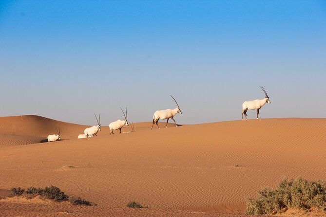 Luxury Desert Safari with Michelin-Curated Fine Dining Experience - Why this desert safari feels different