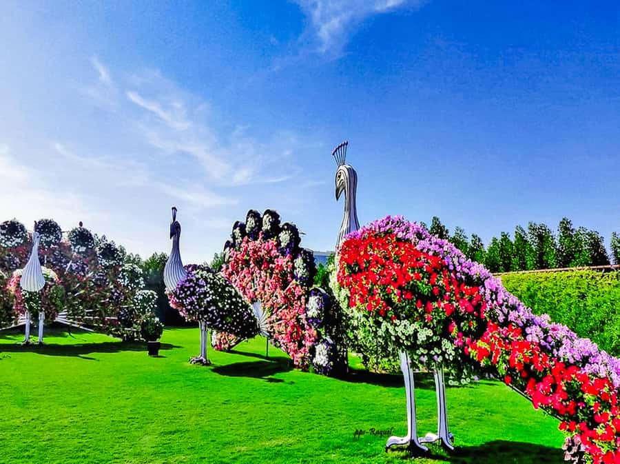 Miracle Flora & Fauna Marvels at Miracle Garden - The world’s longest wall of flowers