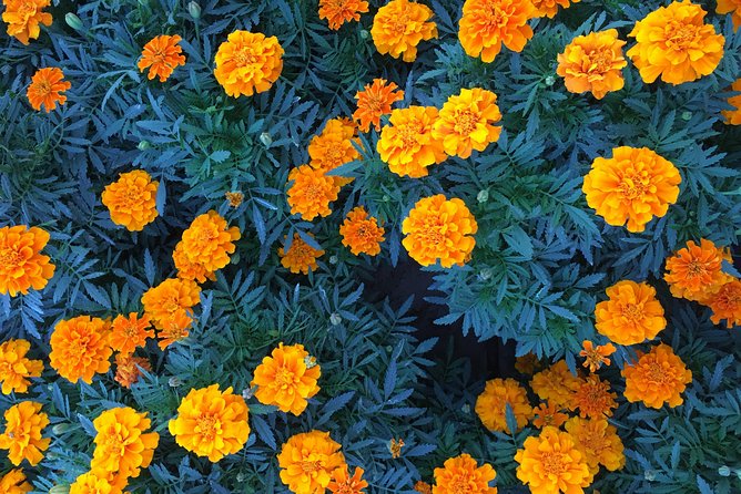 Miracle Garden & Butterfly Garden with Ticket & Private Transfers - Choosing the best season and time of day