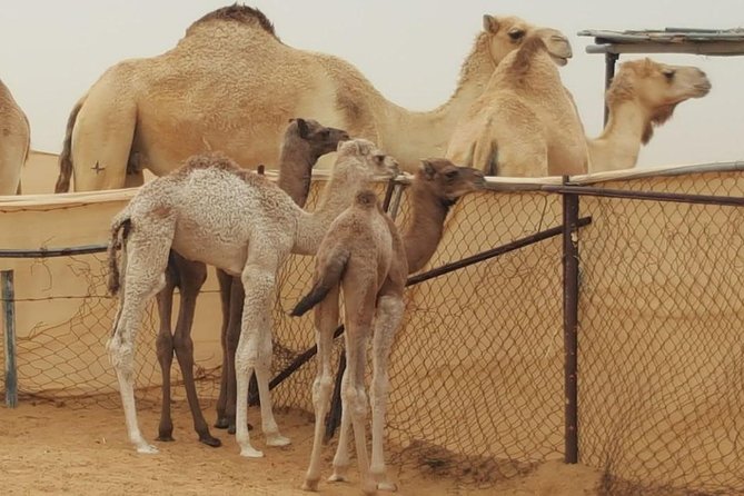 Morning Desert Safari with Camel Ride and Sandboarding - A 35 to 40 Minute 4WD Dune Bash