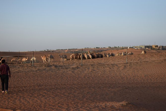 Morning Desert Safari with Camel Ride & Sand Boarding - The camp brings food and evening entertainment
