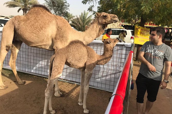 Premium Dubai Desert Safari and Quad Bike Ride - Reaching the camp after sunset