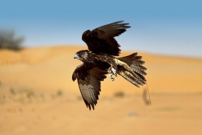 Private Falconry Experience and Nature Desert Safari in Dubai - Why This Morning Feels Different From a Standard Desert Safari