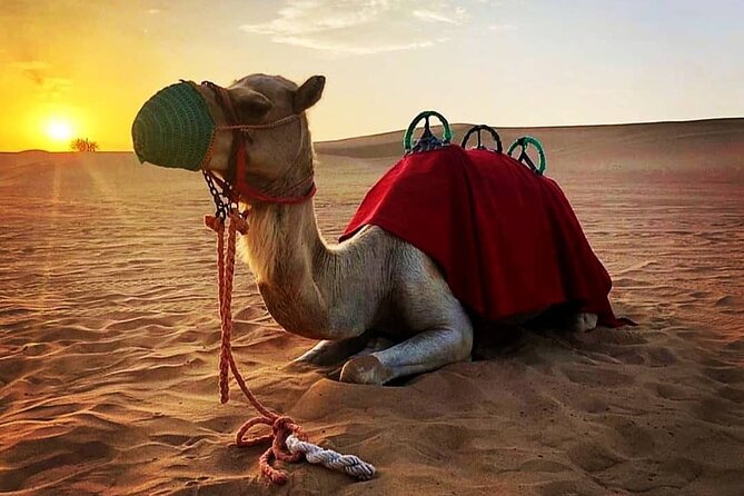 Private Morning Desert Safari: Camel Ride, Sandboarding Adventure - Who will enjoy this four-hour format?