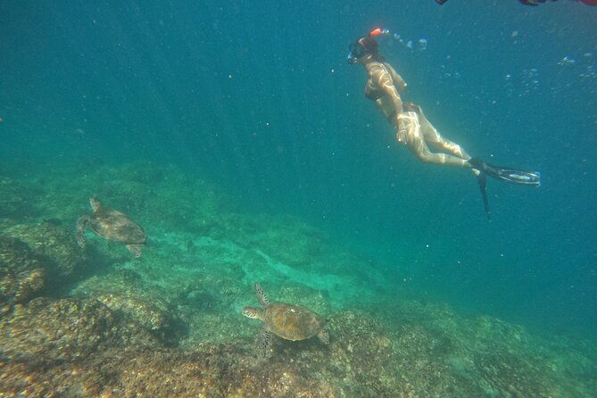 Private Snorkeling with turtles with BBQ food - Is $279.10 good value for four people?