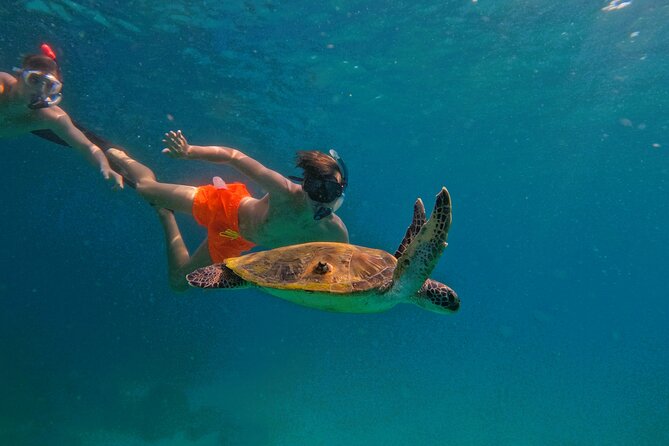 Private Snorkeling with turtles with BBQ food - Looking for turtles in Fujairah’s waters