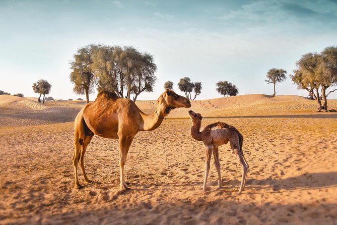 Royal Private Desert Safari - Exclusive SUV - Sunset over the dunes
