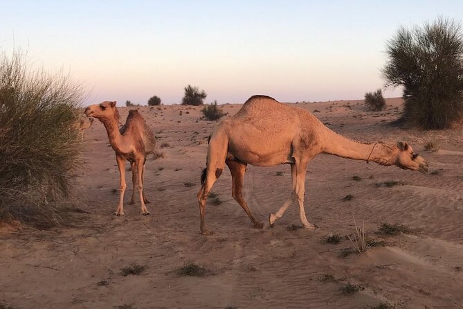 Small-Group Tour: Falcon 2—Dubai Falconry Safari - What the Sunrise Adds