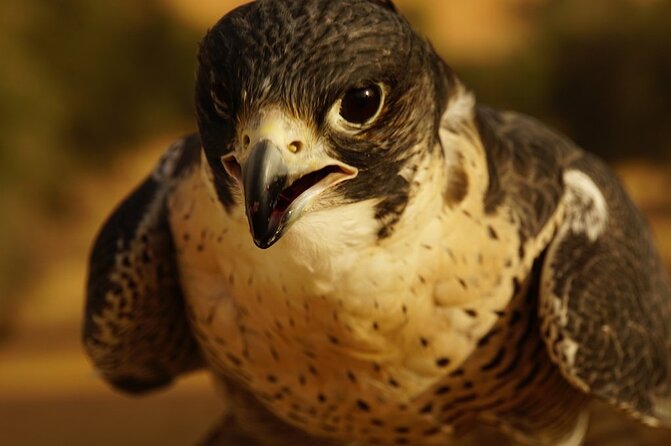 Small-Group Tour: Falcon 2—Dubai Falconry Safari - Who Will Enjoy This Most?