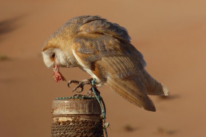 Small-Group Tour: Falcon 2—Dubai Falconry Safari - The 5:00 am Pickup and Ride Into the Desert