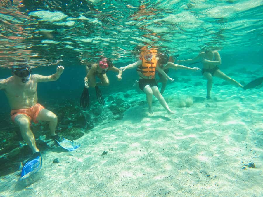 Snorkeling with turtles in Fujairah with BBQ lunch - Is $95 per person good value?