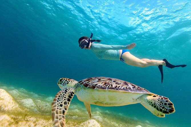 Snorkeling with turtles in Fujairah with BBQ lunch - Snoopy Island: the first 90 minutes in the water