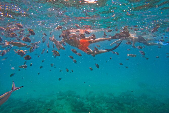 Snorkeling with turtles in Fujairah with Transfer & BBQ lunch - Boarding the boat in Fujairah