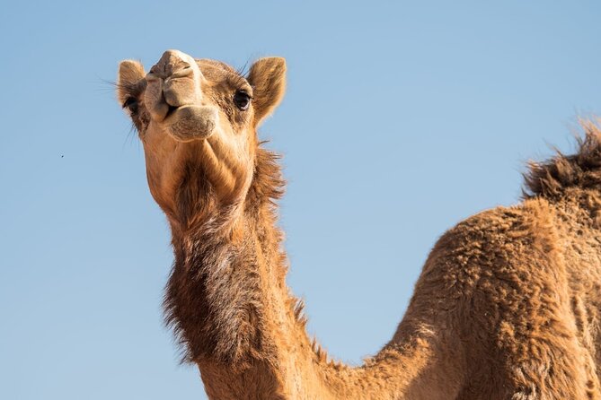 Sunrise/Morning Dune Drive with Camel Trek & Sand Surfing - Why a sunrise safari makes sense in Dubai