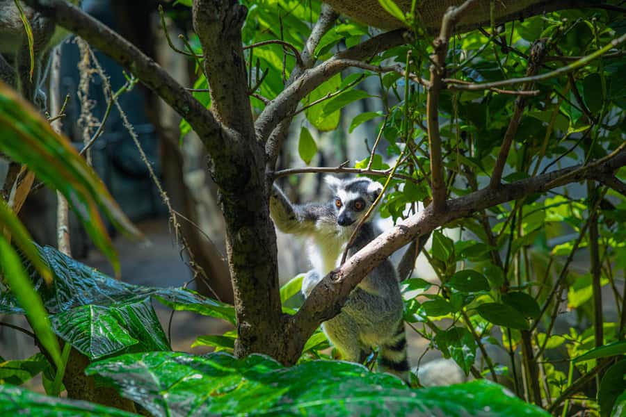 The Green Planet - Dubai's Unique Indoor Rainforest - Key details at a glance