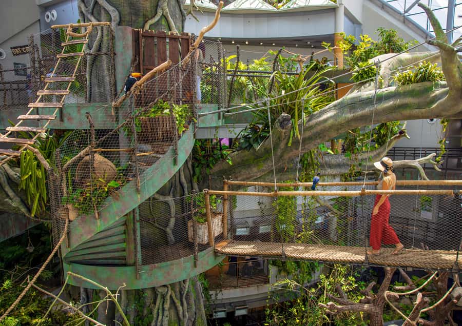 The Green Planet - Dubai's Unique Indoor Rainforest - Entering the world’s largest indoor tree