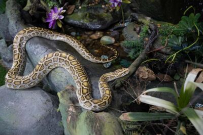 The Green Planet – Dubai’s Unique Indoor Rainforest