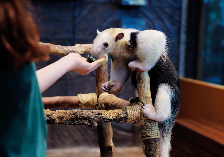 The Green Planet - Dubai's Unique Indoor Rainforest - Sloths, monkeys, and close animal encounters