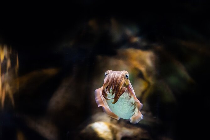 The National Aquarium Abu Dhabi Admission Tickets - Staff, presentation, and the overall atmosphere