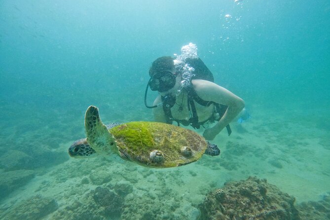 Try Scuba Diving & snorkeling with BBQ lunch & Transfer - The boat, the quiet time, and the BBQ