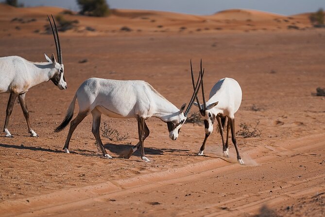 VIP Dubai Sunset Desert Safari: Camel Ride, BBQ, Unlimited Spirit - What the $239 price buys you