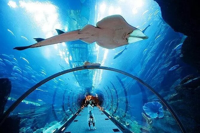 VIP Experience Dubai Aquarium & Underwater Zoo-As per Selection - From penguins to piranhas upstairs