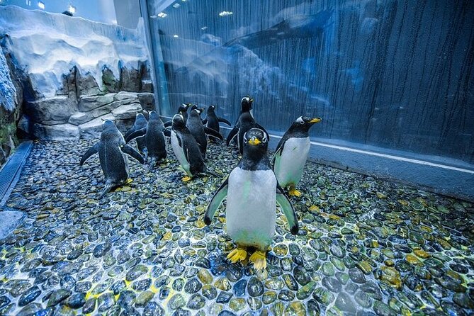 VIP Experience Dubai Aquarium & Underwater Zoo-As per Selection - Meeting King Croc