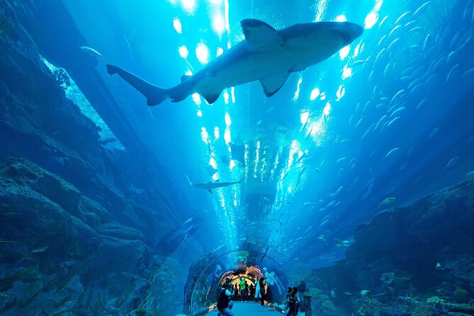 VIP Experience Dubai Aquarium & Underwater Zoo-As per Selection - Who will enjoy this most?